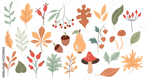 Botanical autumn set for decoration. Seasonal plants on a separate white background
