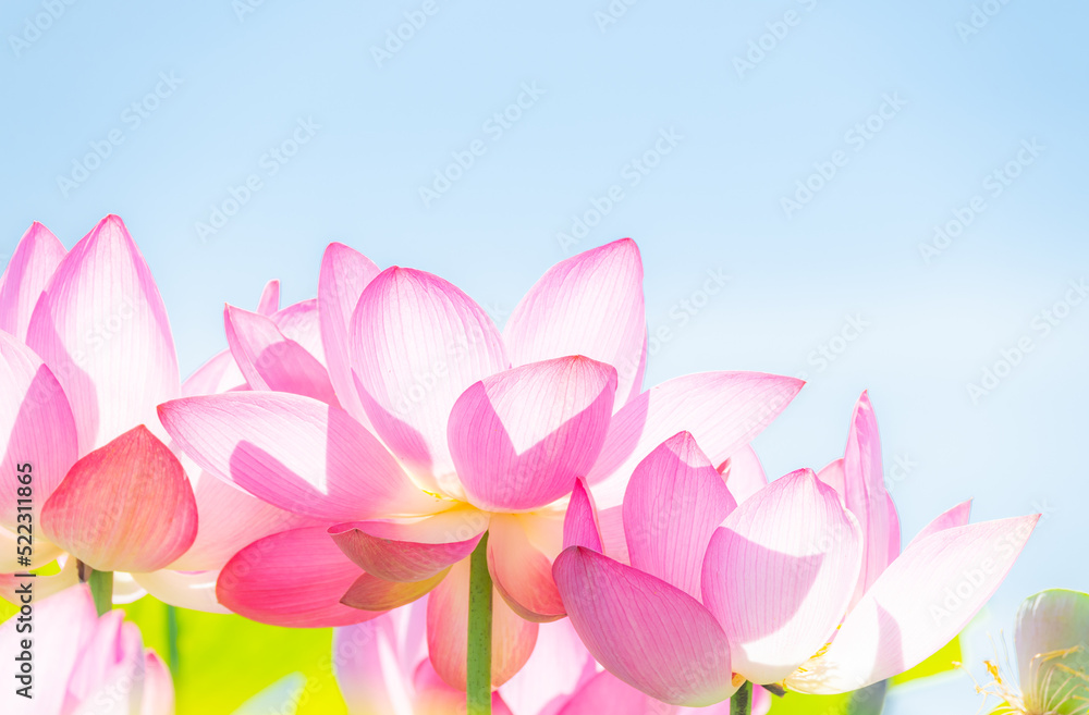 Obraz premium 夏に咲く満開の蓮の花