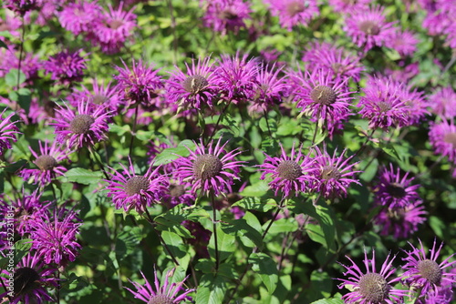 Monarda didyma. Scarlet beebalm  wild bergamot in garden. 