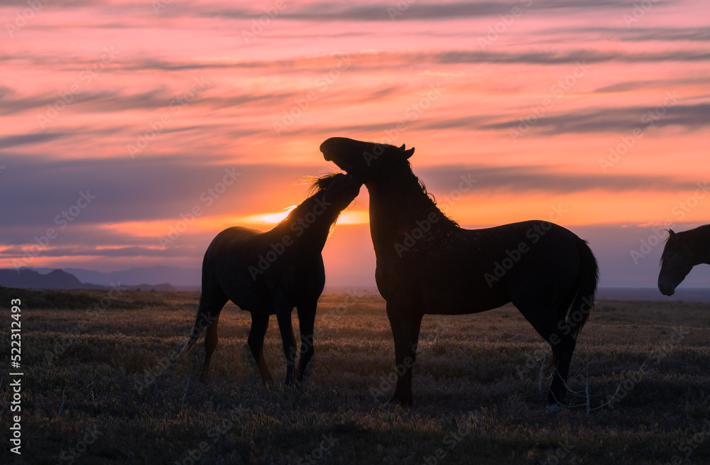 Wild Horses Silhouetted in a Utah Desert Sunset Wild Horses Silhouetted in a Utah Desert Sunset