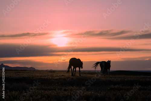 Wild Horses Silhouetted in a Utah Desert Sunset