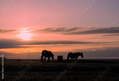 Wild Horses Silhouetted in a Utah Desert Sunset © natureguy