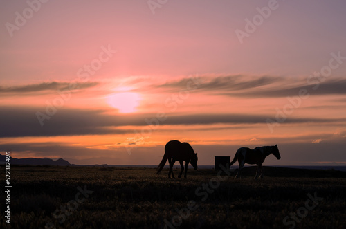 Wild Horses Silhouetted in a Utah Desert Sunset