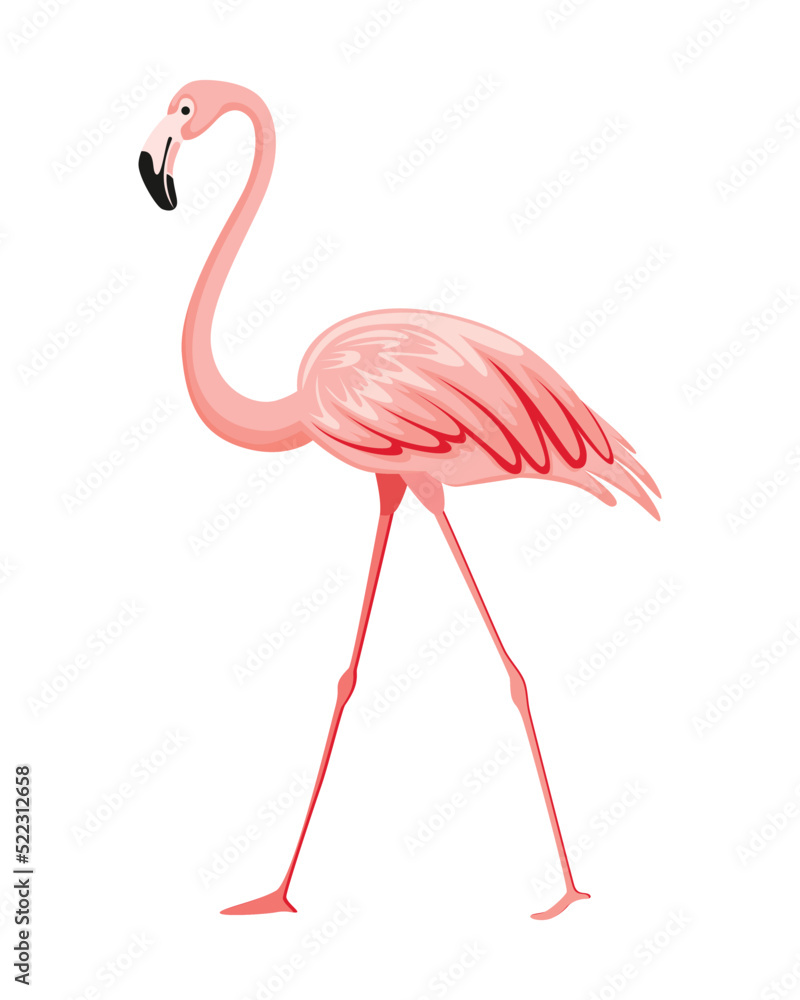 Fototapeta premium Pink flamingo. Exotic tropical bird character. Isolated wildlife animal. Nature wild fauna. Cute african bird standing
