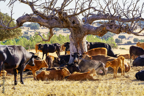 Fototapeta Naklejka Na Ścianę i Meble -  Large dry tree with a herd of cows lying next to it resting on a hot day.