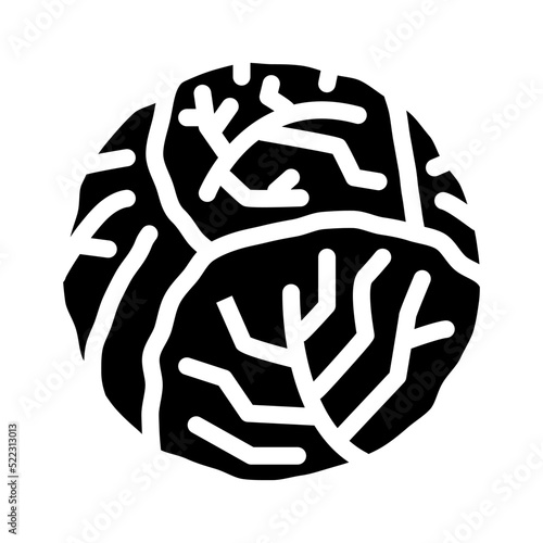 cabbage one whole glyph icon vector. cabbage one whole sign. isolated symbol illustration