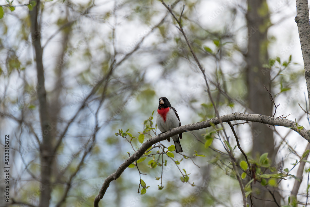 Rose-breasted Grosbeak Perched On A Branch Rose-breasted Grosbeak Perched On A Branch