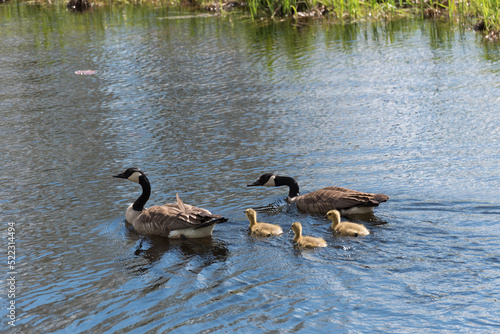 Canada Geese And Goslings Swimming