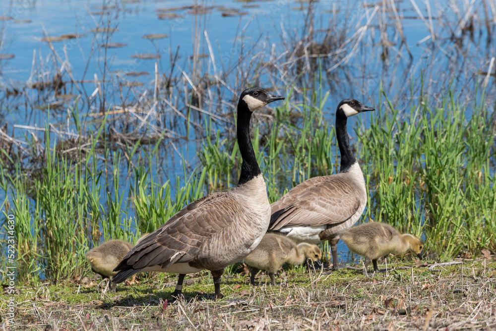 Canada Geese And Goslings At Waterfowl Preserve Canada Geese And Goslings At Waterfowl Preserve