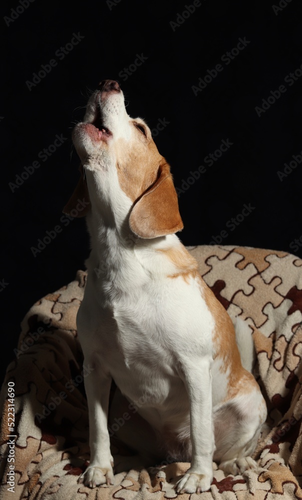 beagle dog sitting