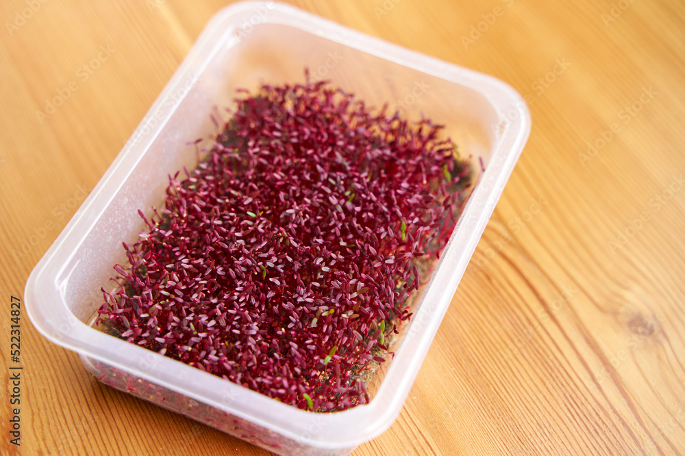 Red color microgreen amaranth growed on the fabric on wooden background Red color microgreen amaranth growed on the fabric on wooden background