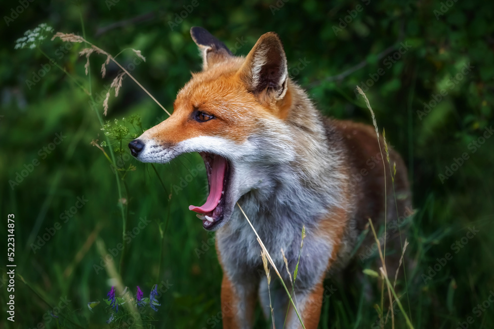 Fototapeta premium Red fox, close-up