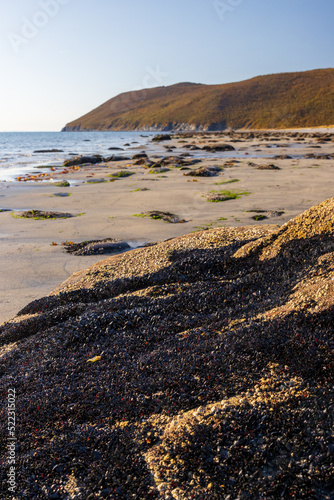 Rock covered with mussels on the seashore at low tide. Many small mussels on the surface of the stone. Sea of Okhotsk. Nature of the Magadan region. Far East of Russia. Shallow depth of field. photo