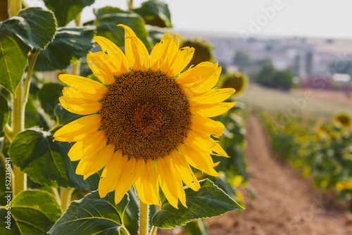 Sunflower in summer. Agriculture. Selective depth of field.