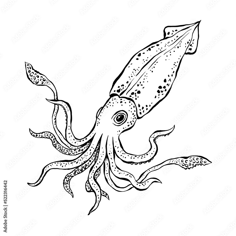 Squid sketch. Hand drawn detailed vector illustration of sea animal