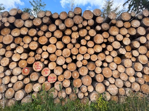 stack of tree trunks