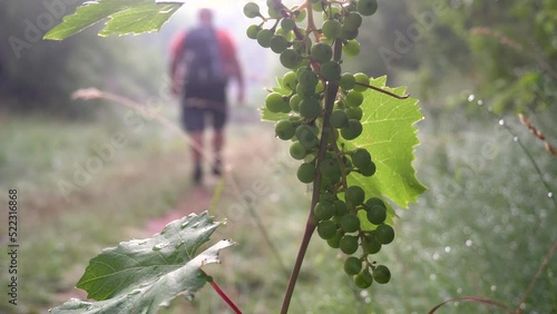 Rear view, male hiker walks along a path past the aldo of wild grapes. photo