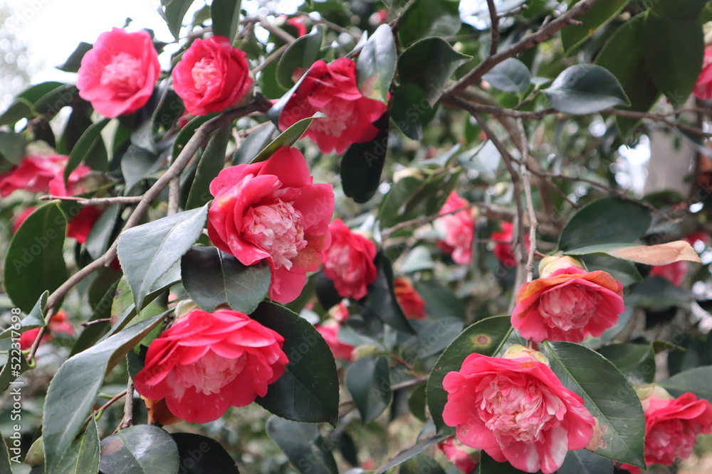 red rose in garden red rose in garden