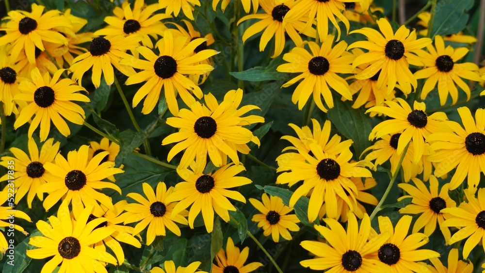 yellow flowers background yellow flowers background