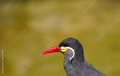 red billed hornbill © Wilfried
