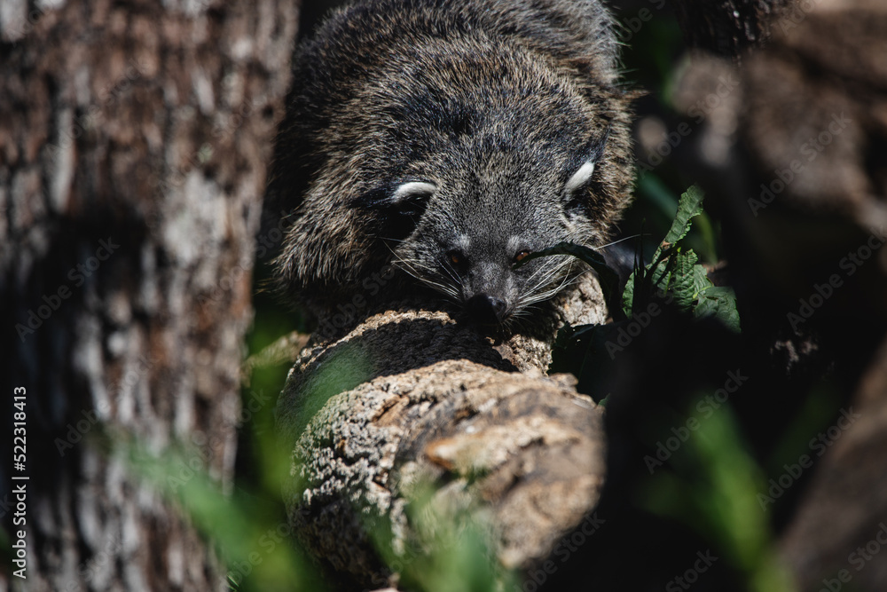 Obraz premium Portrait of a hidden bearcat perched on a branch