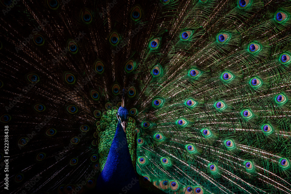 Fototapeta premium Male peacock displaying his plumage during courtship