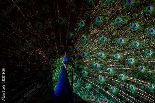 Male peacock displaying his plumage during courtship