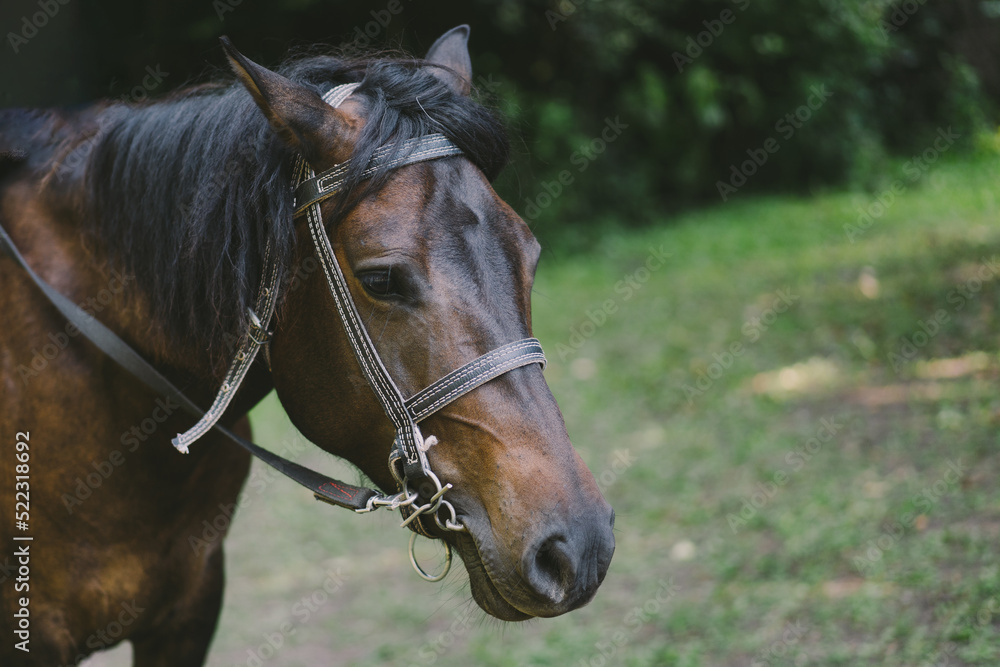 Beautiful horse running and standing in tall grass. Portrait of a horse Beautiful horse running and standing in tall grass. Portrait of a horse