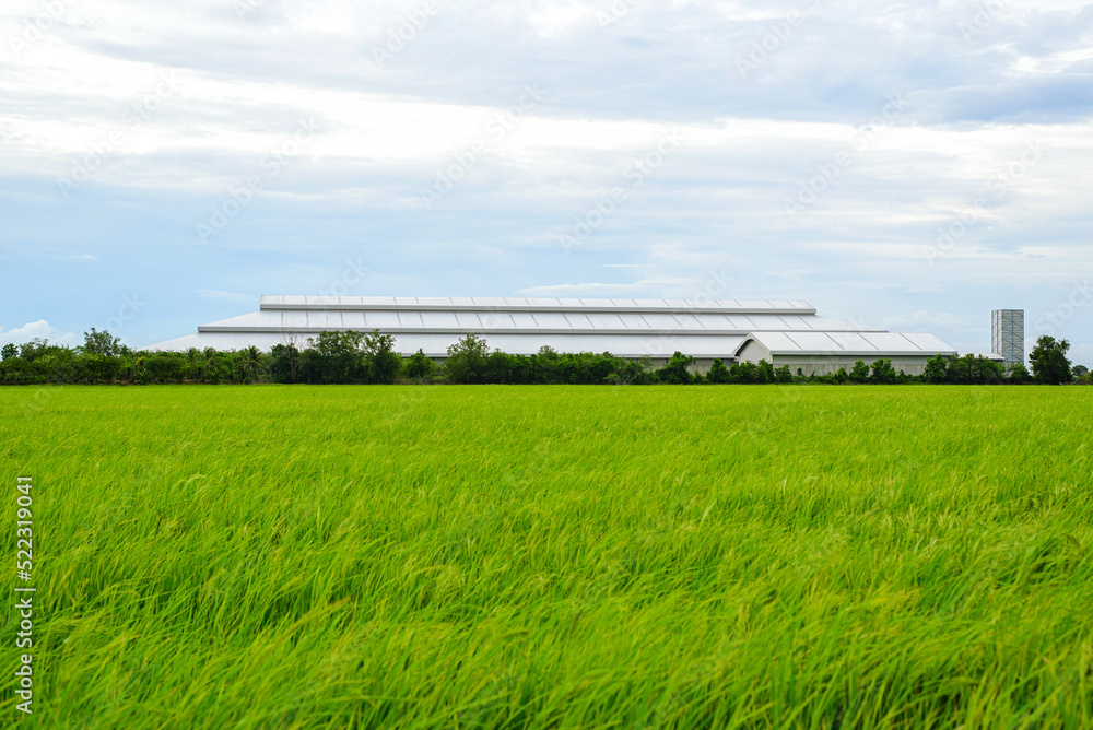 View of a rice field with a factory in the middle
