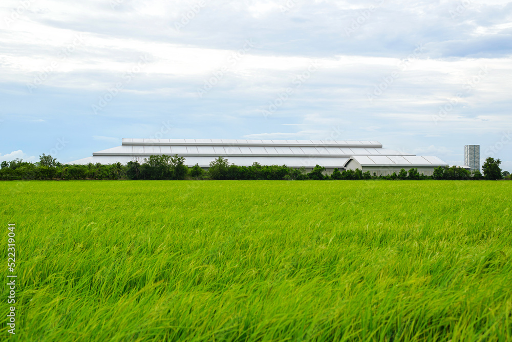 View of a rice field with a factory in the middle View of a rice field with a factory in the middle