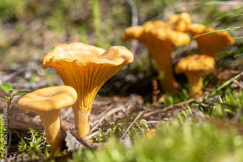 fresh mushroom chanterelle in the forest