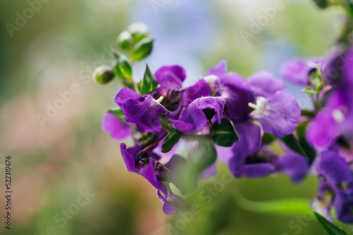 Summer snapdragon Serena Blue flowers - Latin name - Angelonia angustifolia Serena Blue