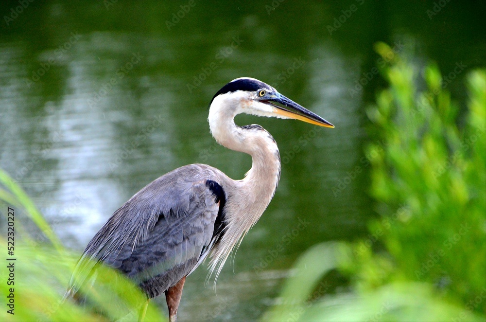 Great Blue Heron Hunting for Dinner, watching people fishing in the rain, hoping for some easy catches on the throw backs, fishing on a canal on Ono Island in Orange Beach, Alabama Great Blue Heron Hunting for Dinner, watching people fishing in the rain, hoping for some easy catches on the throw backs, fishing on a canal on Ono Island in Orange Beach, Alabama