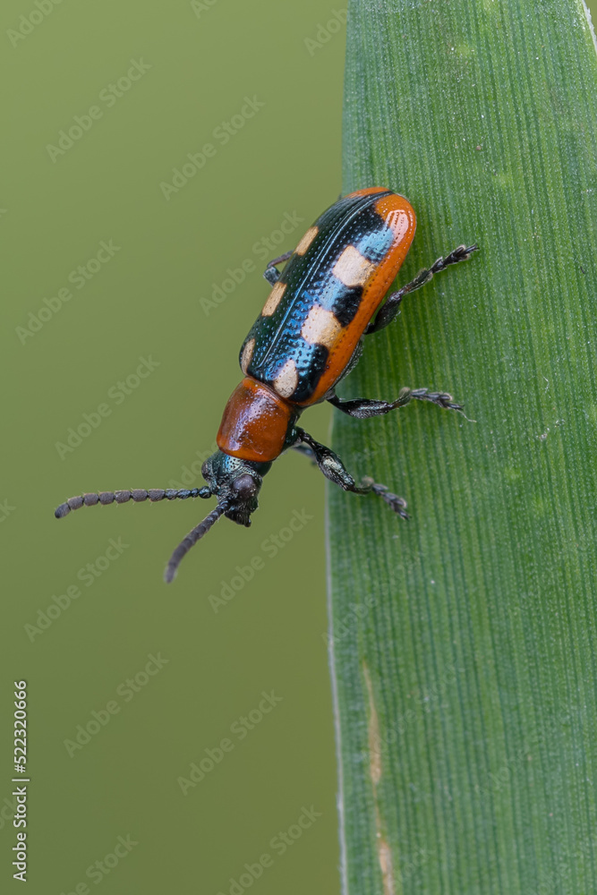 Fototapeta premium Common Asparagus Beetle - Crioceris asparagi