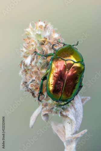 an insect - beetle - Protaetia speciosissima photo