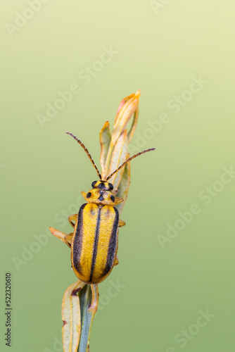 Slika na platnu Elm leaf beetle - Xanthogaleruca luteola