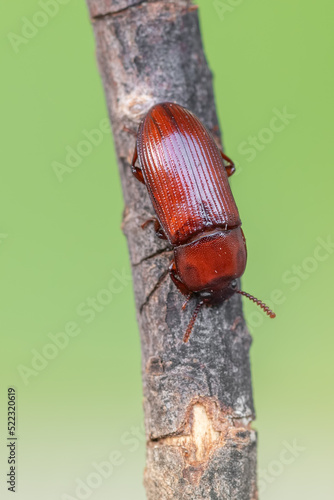 an insect - beetle - Uloma culinaris photo