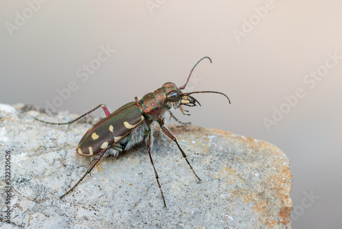 insect - beetle - Calomera littoralis
