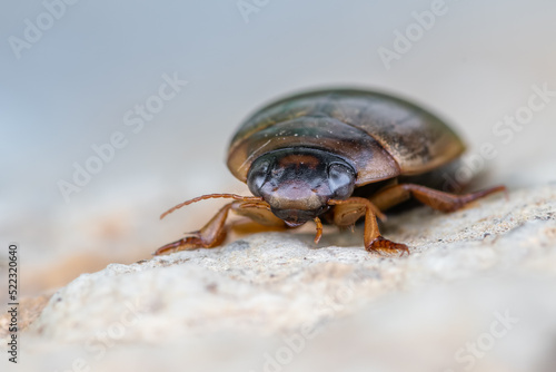 an insect - beetle - Rhantus suturalis