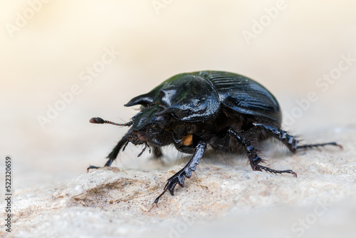 Minotaur Beetle - Typhaeus typhoeus © Marek R. Swadzba