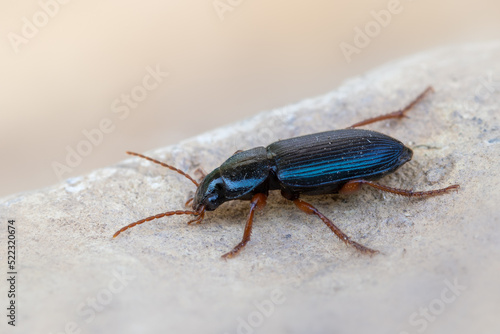 an insect - beetle - Ophonus ardosiacus