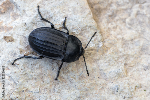 an insect - beetle - Silpha carinata