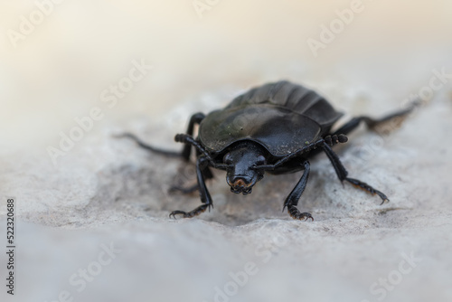 an insect - beetle - Silpha carinata