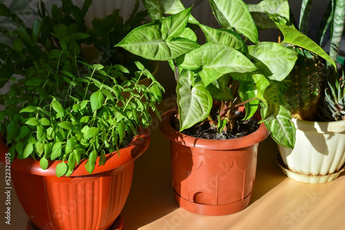 potted plants at home, selective focus