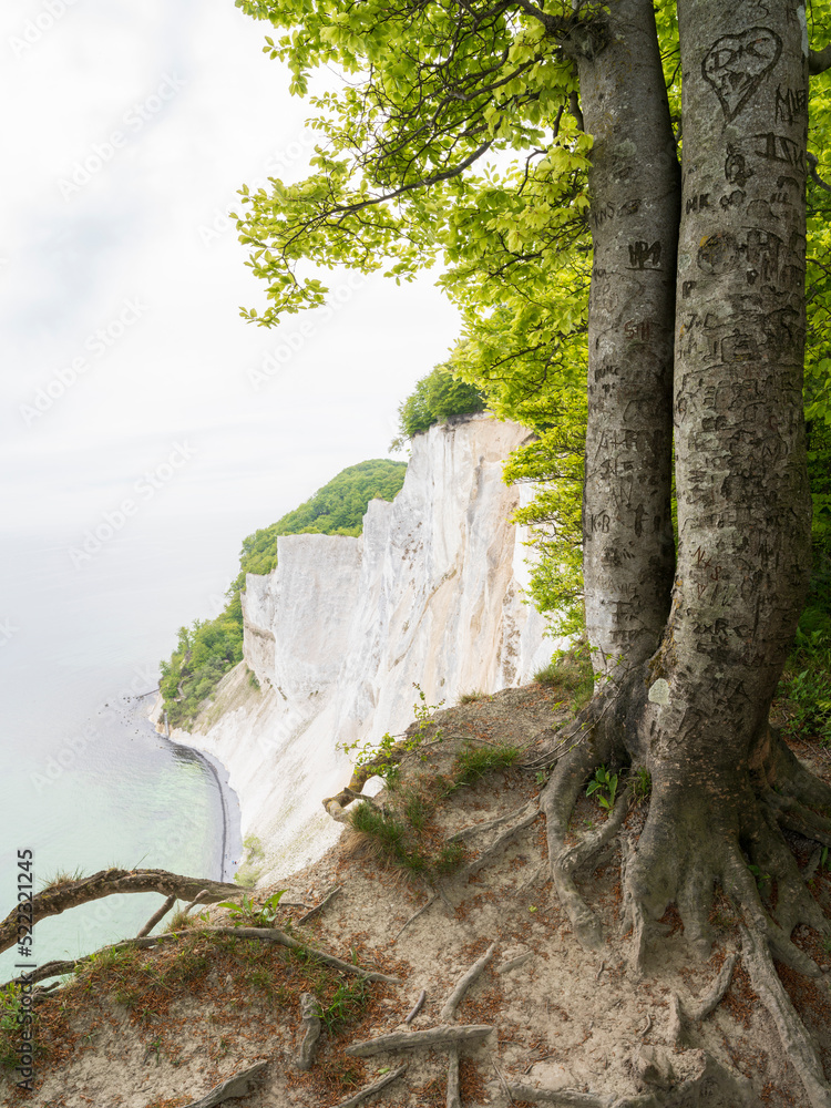 Trees cling to the chalk cliff edge