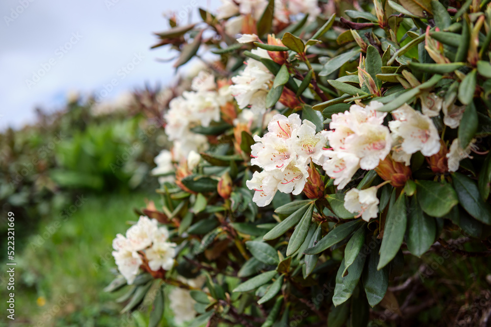 Close-up of white rhododendron flowers against the sky. Floral background. Selective focus. Close-up of white rhododendron flowers against the sky. Floral background. Selective focus.
