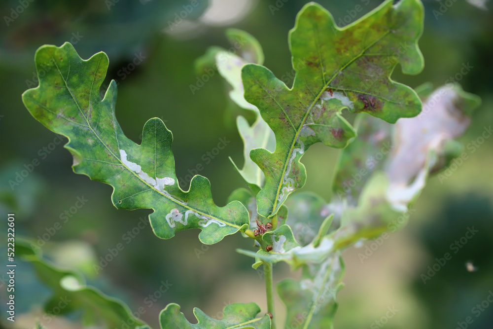 Powdery mildew on oak leaves. This is a dangerous fungal disease caused by Erysiphe alphitoides (Microsphaera alphitoides) fungus.