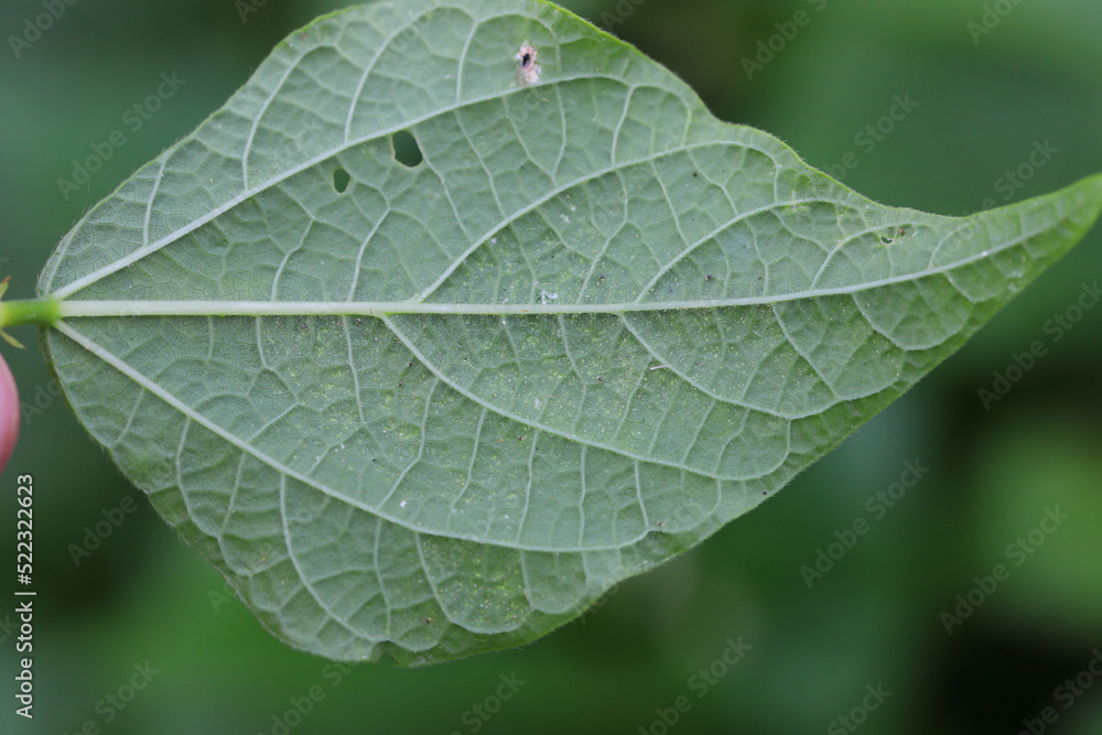 Tetranychus urticae (red spider mite or two-spotted spider mite) is a species of plant-feeding mite a pest of many plants. Damage on the bean leaves. Tetranychus urticae (red spider mite or two-spotted spider mite) is a species of plant-feeding mite a pest of many plants. Damage on the bean leaves.
