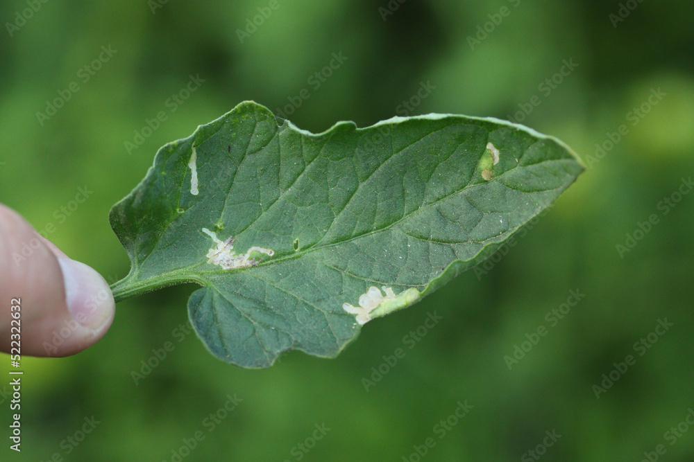 Tomato leaf infestation. Mining between upper and lower leaf surface by Tuta absoluta resulting in clear patches often filled with frass. Tomato leaf infestation. Mining between upper and lower leaf surface by Tuta absoluta resulting in clear patches often filled with frass.