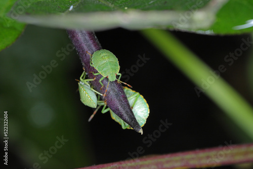 Larvae of shield bugs (Pentatomidae) feeding on beans. photo